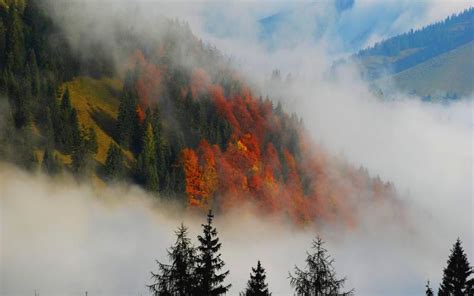 Hd Autumn Fog Wallpaper Download Free 87396