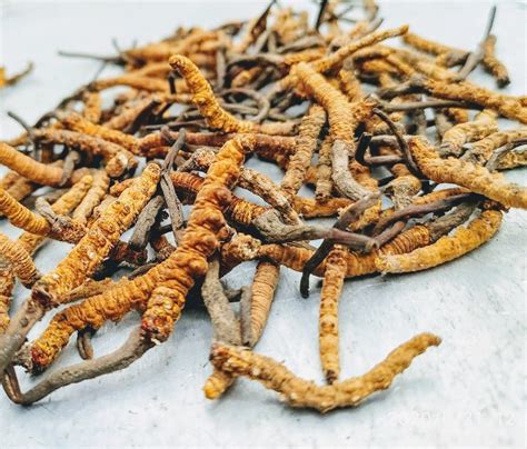 Keeda jadi (yarsagumba,caterpillar fungus) health benefitsकीड़ा जड़ी के फायदे और पहचान #keedajadi. Keeda Jadi - Yarsagumba - Cordyceps Sinensis - Trust The Herb