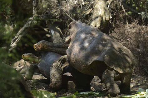 Galapagos Tortoises Sexual Prowess Results In 800 Offspring Saving