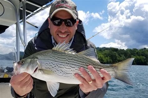 White Bass Vs Striped Bass A Simple Guide Updated 2023