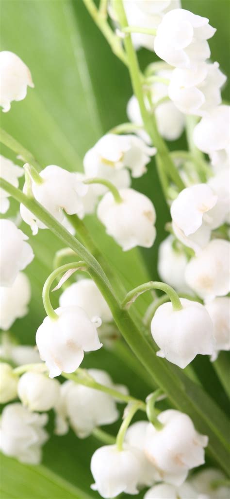 铃兰，白花，春天 1242x2688 Iphone 11 Proxs Max 壁纸，图片，背景，照片