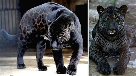 Rare Black Leopard Pics
