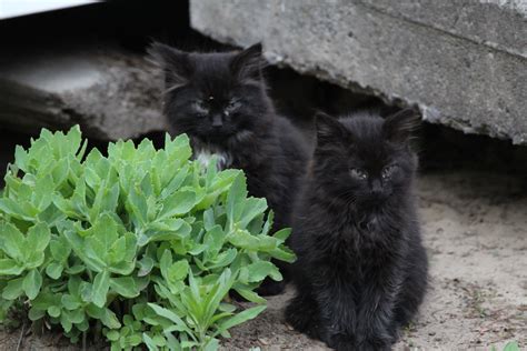 Here Are The Two Black Kittens Adorable Black Kitten Kittens