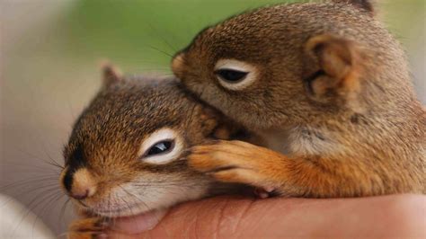 Two Cute Squirrel Baby Aww