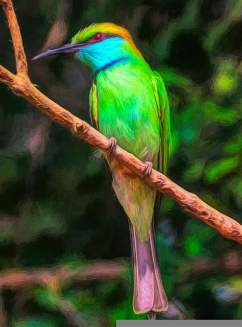 Bird Animal Nature Free Photo On Pixabay