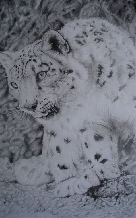 Snow Leopard By Cola013 On Deviantart
