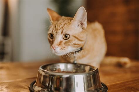 Your cat will tell you he is more advanced than you in every way, but he can't legitimately claim that about his sense of taste. Environmental Enrichment for Cats | ASPCA Pet Health Insurance