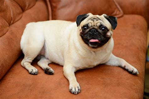 Why Taking Care Of Your Pug At Home Is So Important Hi Boox