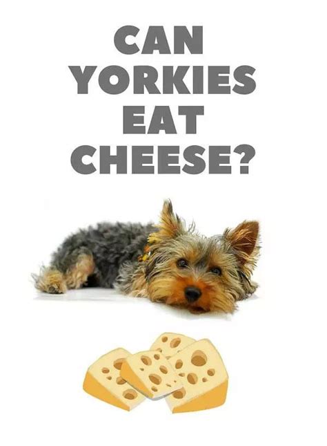 5 bake in oven at 120 c for about 3 hours. Can Yorkies Eat Cheese? in 2020 | Yorkie, Eat, Canning