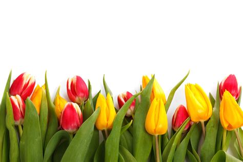 Fondos De Pantalla Vistoso Flores Naturaleza Plantas Tulipanes