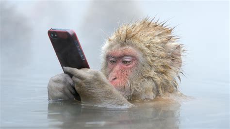 Funny Monkey Primate Baboon Water Hd Funny Monkey Wallpapers Hd