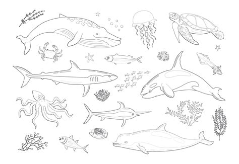 Various Marine Animals Coloring Page Mimi Panda