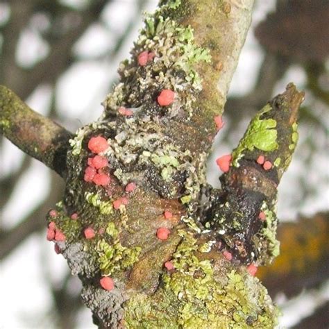 Pink Fungal Parasite On Lichen © Lairich Rig Cc By Sa20 Geograph