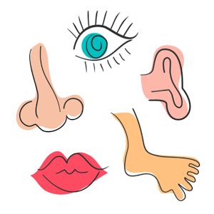 Herpes infection once in the body, as a rule, it does not leave. Body Parts Unit Study - Printable Teacher Resources and ...