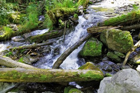 Altai Mountain River Stock Image Image Of Mountain Trunks 62837137