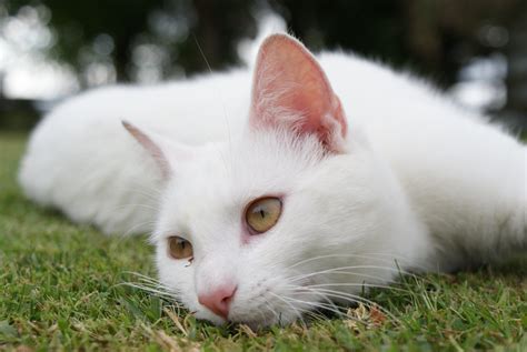 Beautiful White Cat Resting On The Grass Wallpapers And