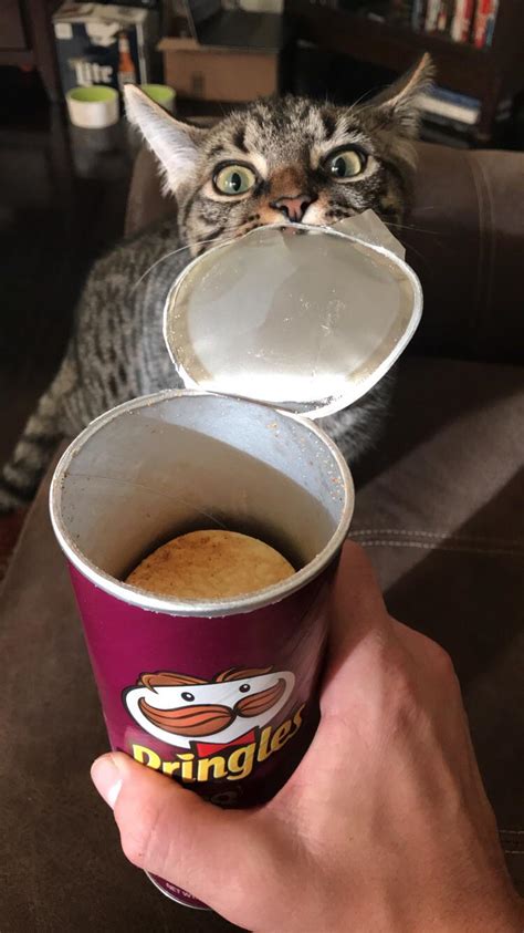 Can I Has One Of These Pringles Human Rcats