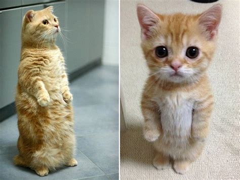 Standing Cats Funny Images 子猫 動物 おかしな動物