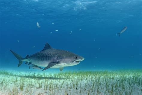 Und dann gleich ein 4 meter… Unterwasserbilder vom Tigerhaien - Tiger shark | Natur in ...