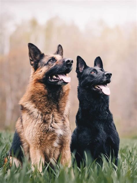 8 Interesting Facts About The German Shepherd