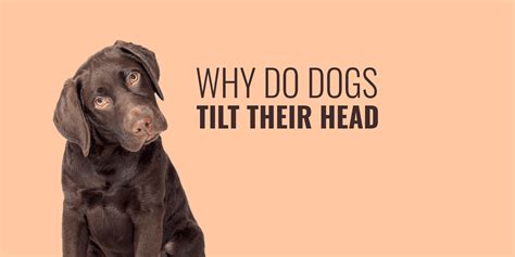 Why Dog Dogs Tilt Their Heads Curiosity Empathy Ear Infection And More