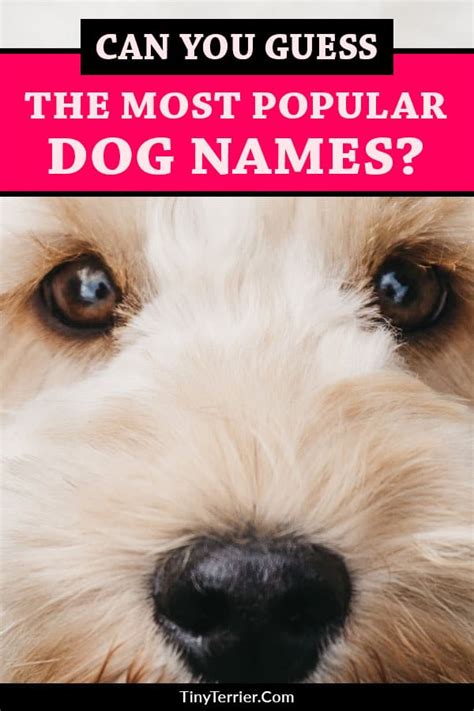 Top 20 Best Dog Names For 2019 Boys And Girls Tiny Terrier