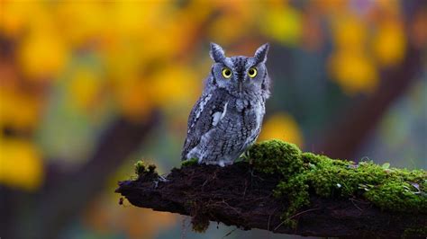 Download Branch Bird Animal Owl Hd Wallpaper
