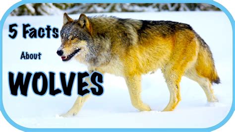 Five Facts About Wolves Wolf Facts For Kids Youtube