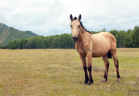 A Very Beautiful Well Kept Light Brown Horse Grazes In A Wonderful