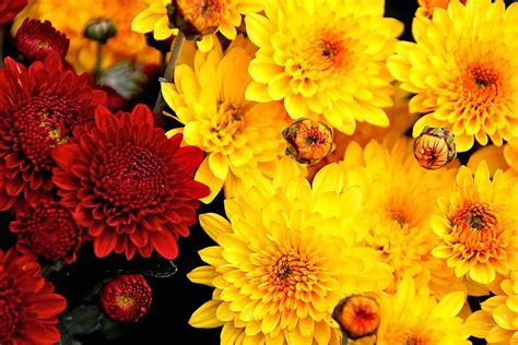 Mums Flowers Red Color The Colour Yellow Fall Flowering