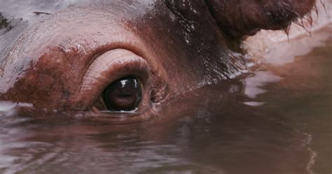 Close Up Of Hippos Eye 1306681 Stock Video At Vecteezy