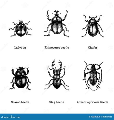 Illustration Of Beetles On White Background Drawn Insect Set In
