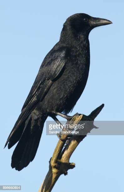 Crow Photos And Premium High Res Pictures Getty Images