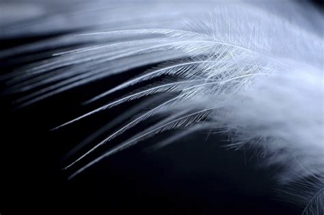 Angel White Feathers Positive Life