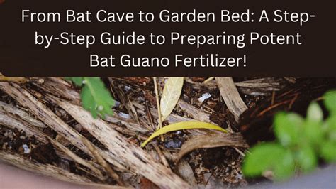 From Bat Cave To Garden Bed A Step By Step Guide To Preparing Potent