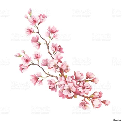 Sakura Blossom Drawing At Getdrawings Free Download