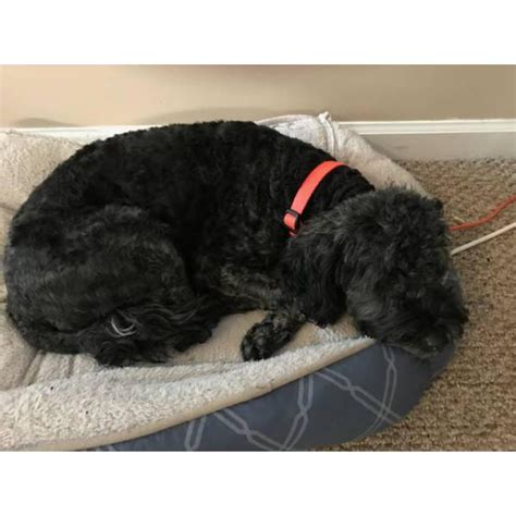 Browse the largest, most trusted source of mini goldendoodle puppies for sale. Black Goldendoodle Puppy for Sale in Pataskala, Ohio ...