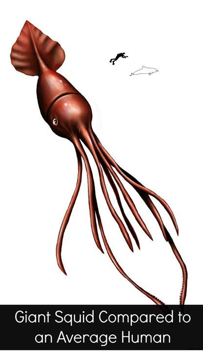 Most of these information about giant squids actually came from caracasses of giant squids that had washed up to the shore or were hauled by fishermen. giant squid | Deep Sea News - Part 5