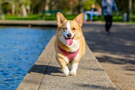 These dogs have been waiting for months for their forever homes! Free Images : puppy, animal, pet, park, vertebrate, shiba ...