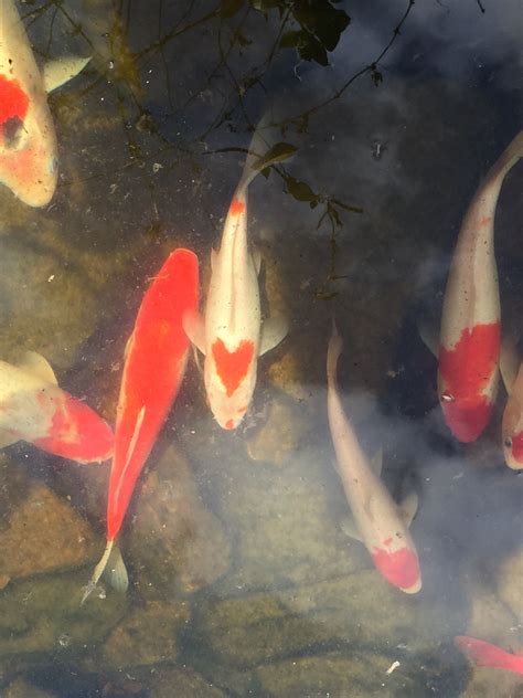 While koi pond is a great thing to have on your property, as it's a great site to come, enjoy the calmness of the but, koi need room to live, thus you need to keep their population under control. Perfect heart ️ Koi pond-life fish garden pond backyard ...