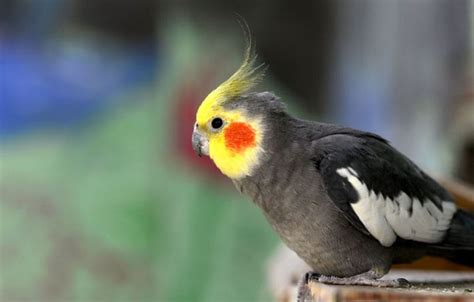 Top 5 Small Pet Birds Bechewy
