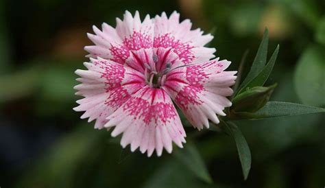 Dianthus Flower Images Hd Wallpapers Download Dianthus Flowers