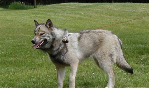 Wolf Dog Hybrids International Wolf Center