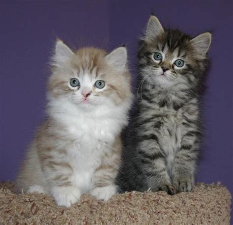 After the kitten stage, cats become adults. Ragamuffin Cat Info, Personality, Kittens, Pictures