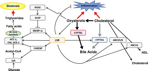 Figure 2 From The Acidic Pathway Of Bile Acid Synthesis Not Just An