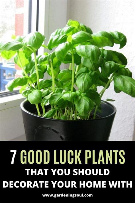 Chicken with its head, tail and feet symbolizes completeness). 7 Good Luck Plants that You Should Decorate Your Home With ...