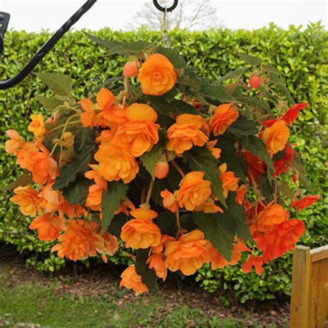 Begonia Apricot Shades Yougarden