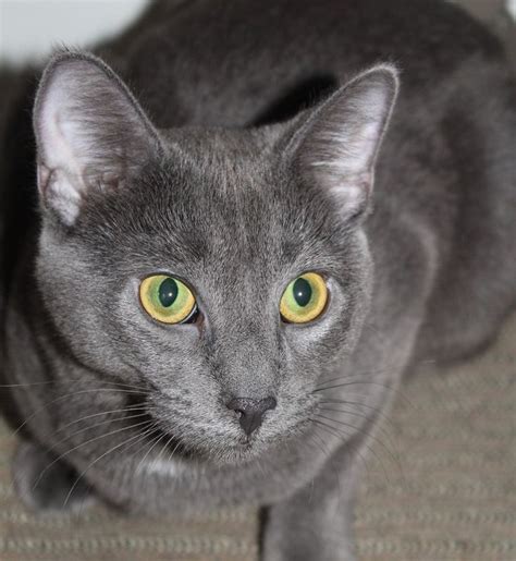 11 Most Stunning And Adorable Gray Cats Youve Ever Seen Grey Cats