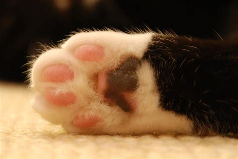 Fascinating Facts About Pussycat Paws Cat Tales