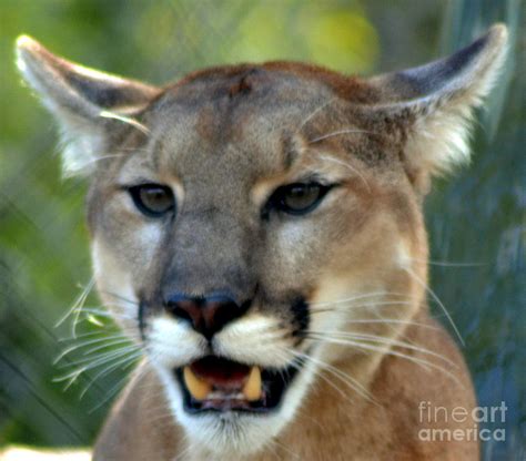 A Cougars Face Photograph By Eva Thomas